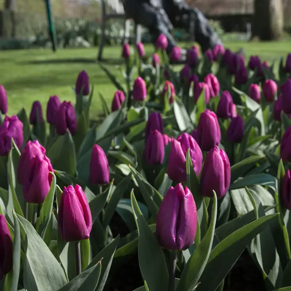 Tulip Purple Prince