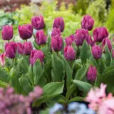 Tulip Purple Prince Tulip Purple Prince