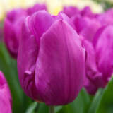 Tulip Purple Prince