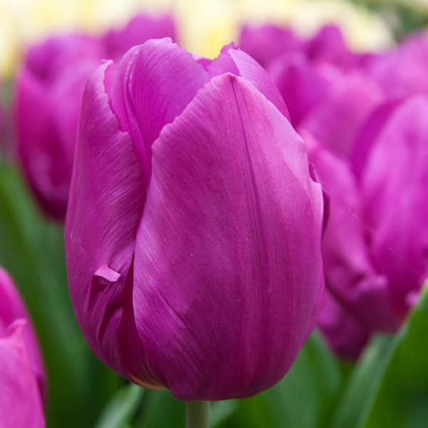 Tulip Purple Prince