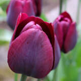 Tulip Ronaldo Tulip Ronaldo