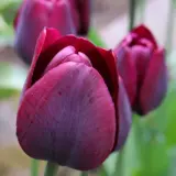 Tulip Ronaldo Tulip Ronaldo