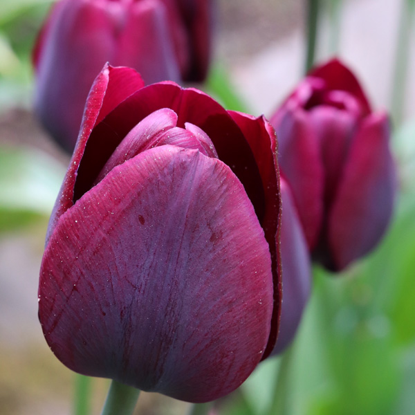 Tulip Ronaldo Tulip Ronaldo