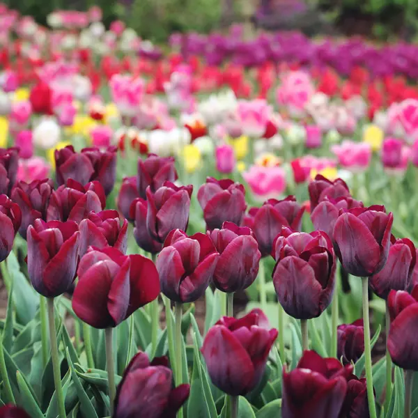 Tulip Ronaldo Tulip Ronaldo