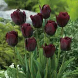 Tulip Ronaldo Tulip Ronaldo