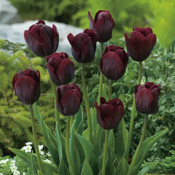 Tulip Ronaldo Tulip Ronaldo