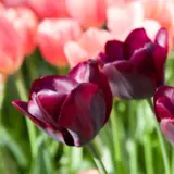 Tulip Ronaldo Pktulron 2026 - Garden Express Australia