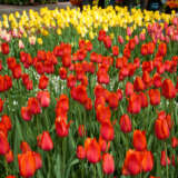 Tulip Temple Favourite Tulip Temple Favourite