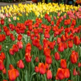 Tulip Temple Favourite Tulip Temple Favourite