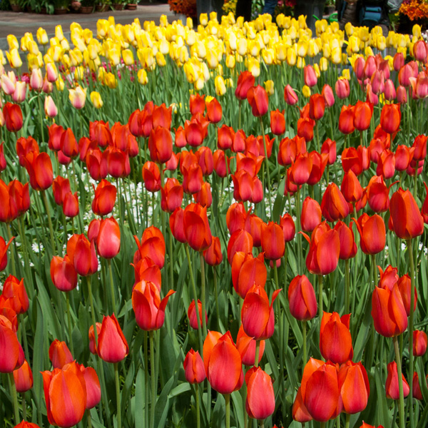 Tulip Temple Favourite Tulip Temple Favourite