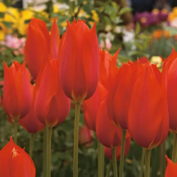 Tulip Temple Favourite