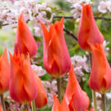 Tulip Temple Favourite 4 Pktultfa 2026 - Garden Express Australia