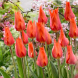 Tulip Temple Favourite Tulip Temple Favourite