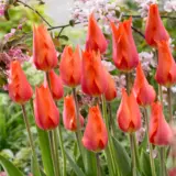 Tulip Temple Favourite Tulip Temple Favourite