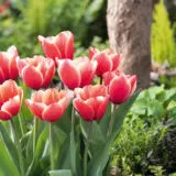 Tulip Timeless Tulip Timeless