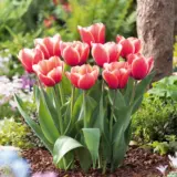 Tulip Timeless Tulip Timeless