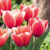 Tulip Timeless Pktultim 2026 - Garden Express Australia