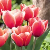 Tulip Timeless Pktultim 2026 - Garden Express Australia