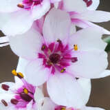 Wurmbea Stricta Wurmbea Stricta