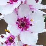 Wurmbea Stricta Wurmbea Stricta