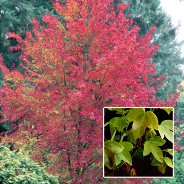Acer Trident Maple Garden Express