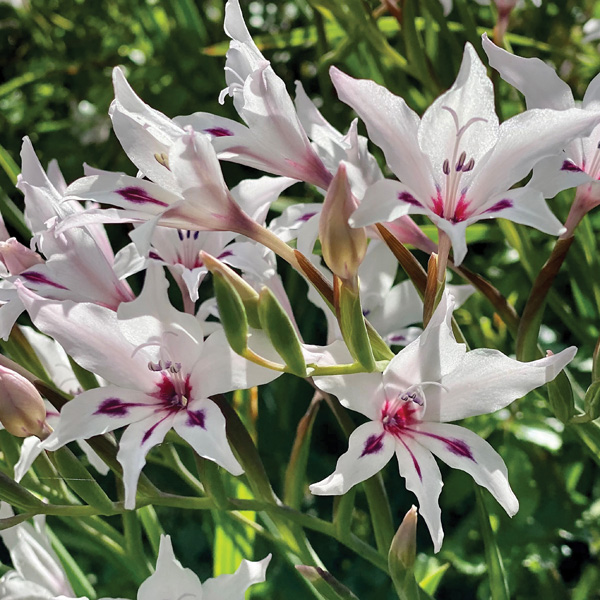 Baby Gladioli Blushing Bride Garden Express