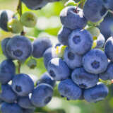 Blueberry Brightwell Lpoblubrt - Garden Express Australia