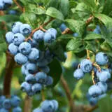 Blueberry Powder Blue Lpoblubl - Garden Express Australia