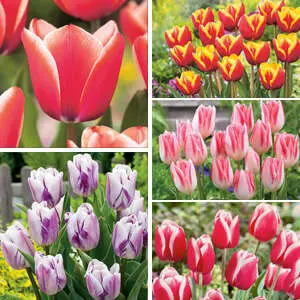 Choosing Between Common Types Of Tulips Coltultbc Tulip Triumph Coll Bi Colours 2021 - Garden Express Australia