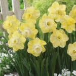Daffodil Avalon Pkdafava - Garden Express Australia
