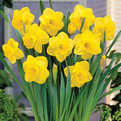 Daffodil Camelot Pkdafcam - Garden Express Australia