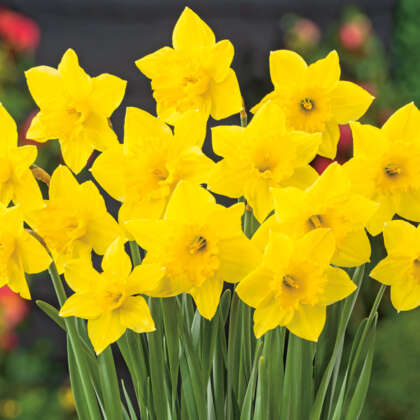 Daffodil Carlton