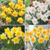 The Daffodils You Need to Brighten Your Garden Daffodil Exquisite Coll Coldafeco - Garden Express Australia