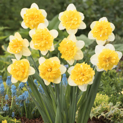 Daffodil Full House