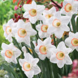 Daffodil High Society Pkdafhso - Garden Express Australia