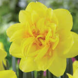 Daffodil Holland Chase