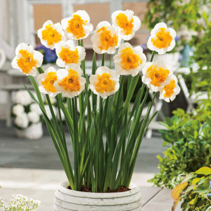 Daffodil Love Call Pkdaflca