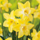 Daffodil Pipit Pkdafpip - Garden Express Australia