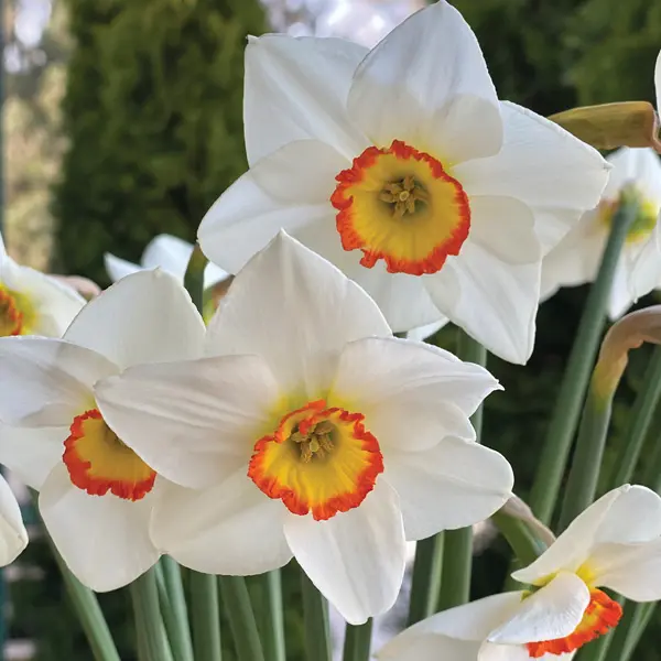 Daffodil Poetry In Motion