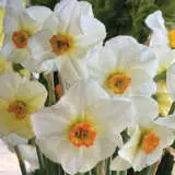 Daffodil Sea Green Pkdafsgr - Garden Express Australia