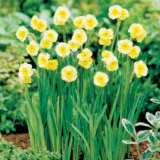 Daffodil Sundisc Pkdafsdi - Garden Express Australia