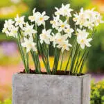 Daffodil Thalia Daffodil Toto Pkdaftot - Garden Express Australia