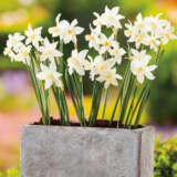 Daffodil Toto Pkdaftot - Garden Express Australia