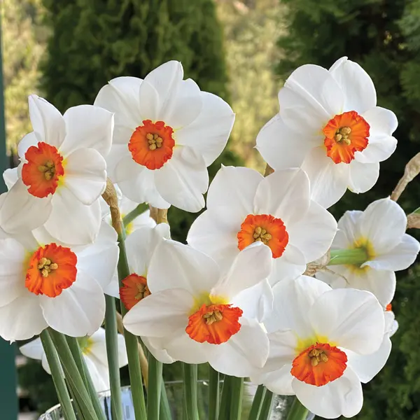 Daffodil Woodland Star Daffodil Woodland Star