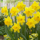 Daffodil Gigantic Star