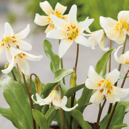 Erythronium White Beauty Pkerywbe - Garden Express Australia