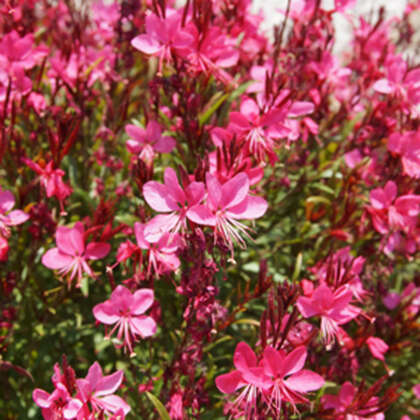 Gaura Dark Pink Lpogaudpi - Garden Express Australia