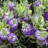 Hebe Waireka Lpohebwai - Garden Express Australia