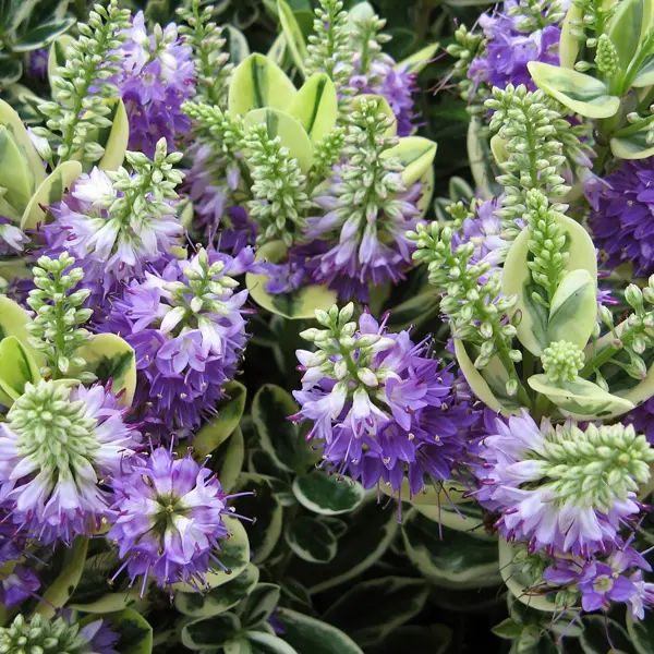 Hebe Waireka Hebe Waireka