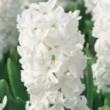 Hyacinth Louvre Pkhyalou - Garden Express Australia